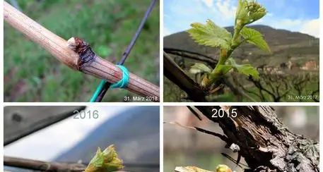La primavera si fa aspettare Ecco il confronto in vigneto
