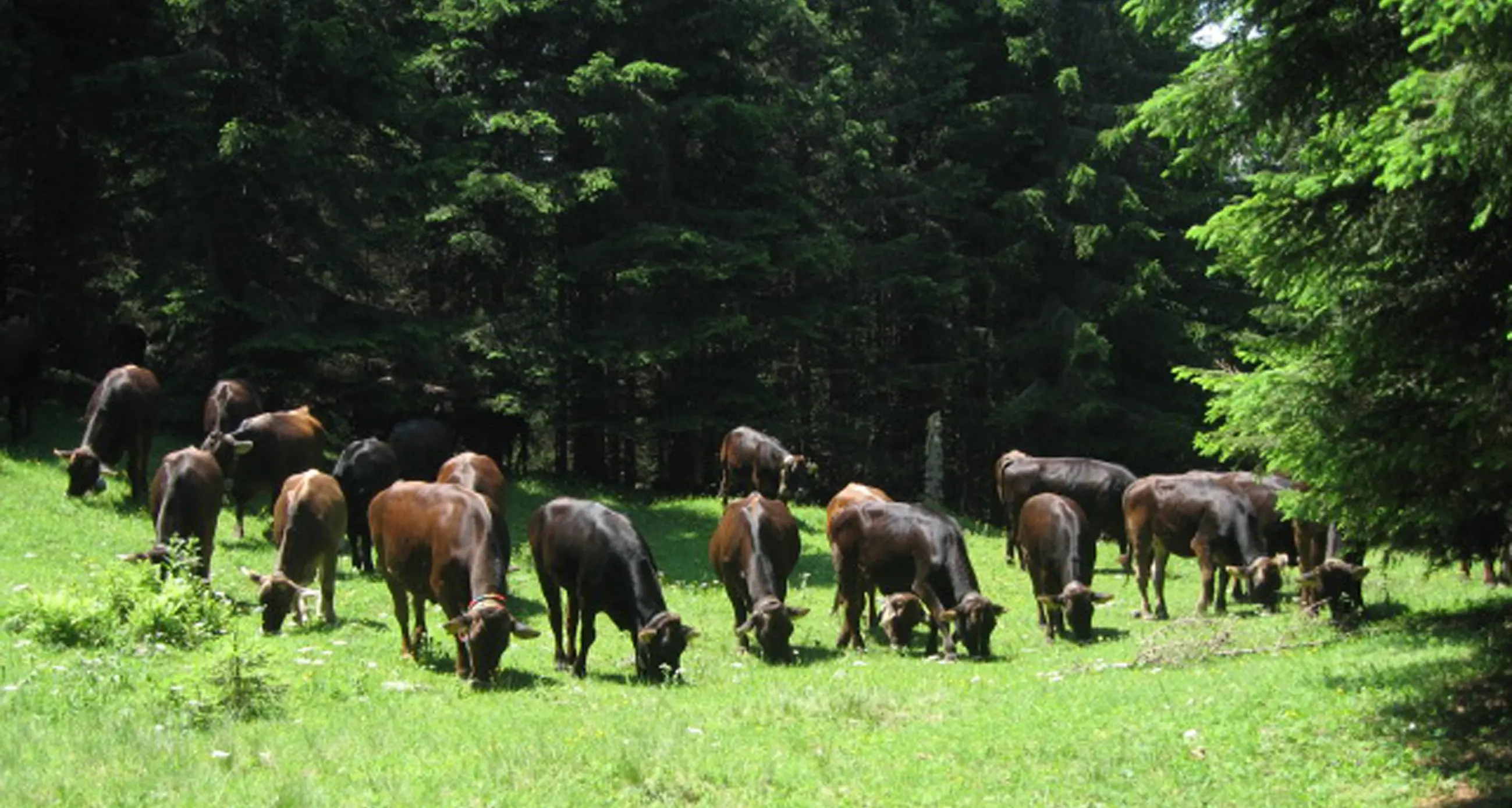 A Passo Predaia 17 ettari di bosco torneranno ad essere pascolo
