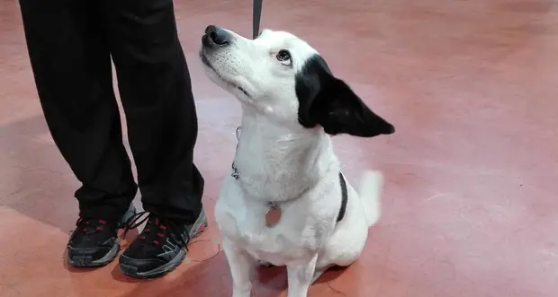 Cani stressati e pessimisti se sgridati e strattonati: meglio usare cibo e giochi