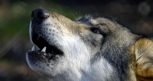 Niente accordo tra le regioni: salta il piano lupo