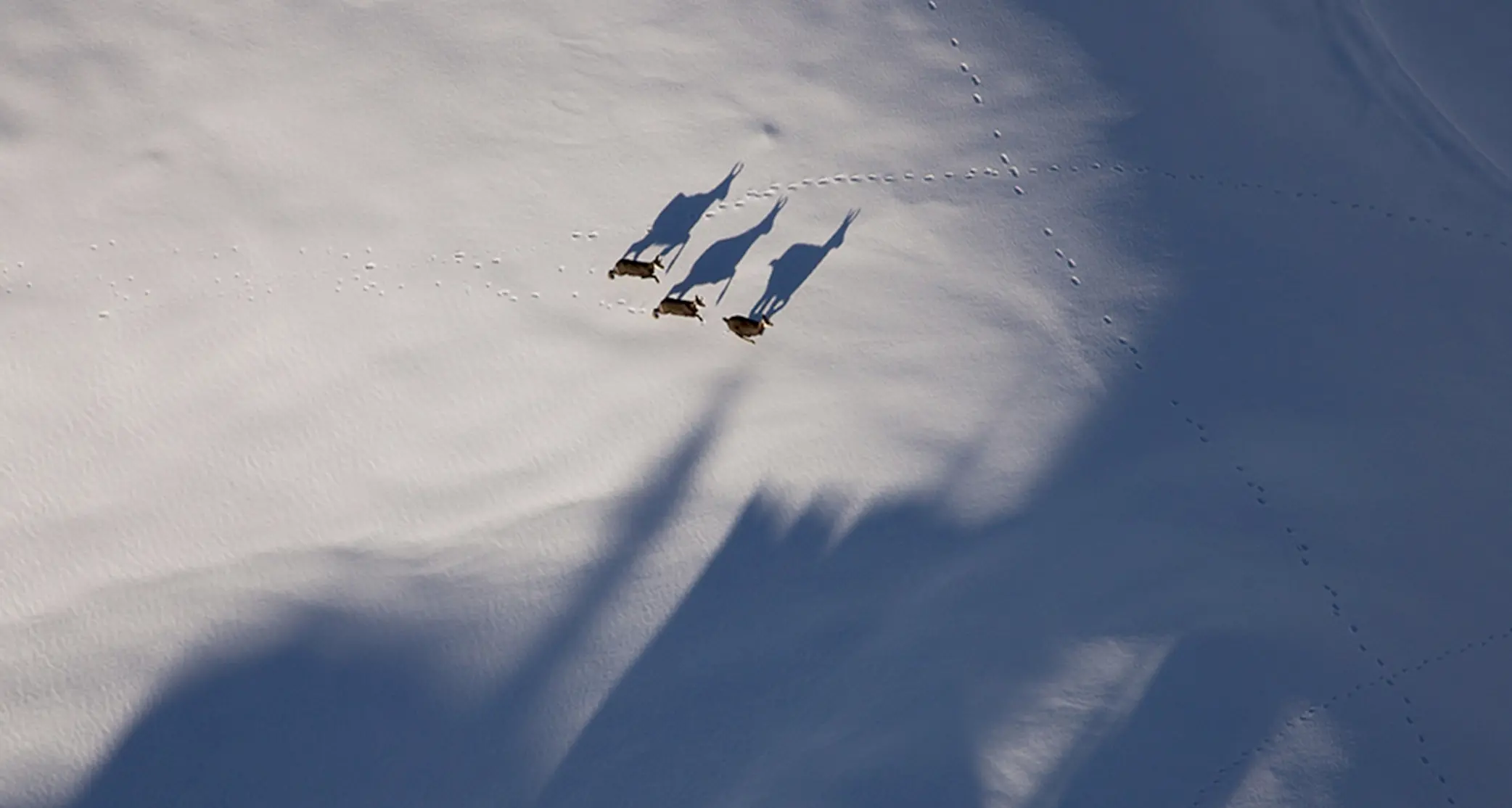 Pasubio sul National Geographic con la foto dei camosci