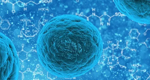Ringiovanite ovaie di due donne grazie alle cellule staminali