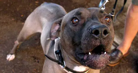 Azzannata da 2 pitbull, in rianimazione