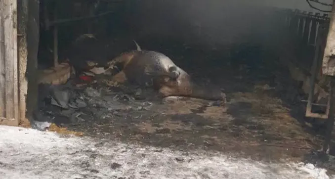 Furioso incendio nella notte a Covelo di Terlago Pompiere ferito, 60 mucche morte, danni ingenti