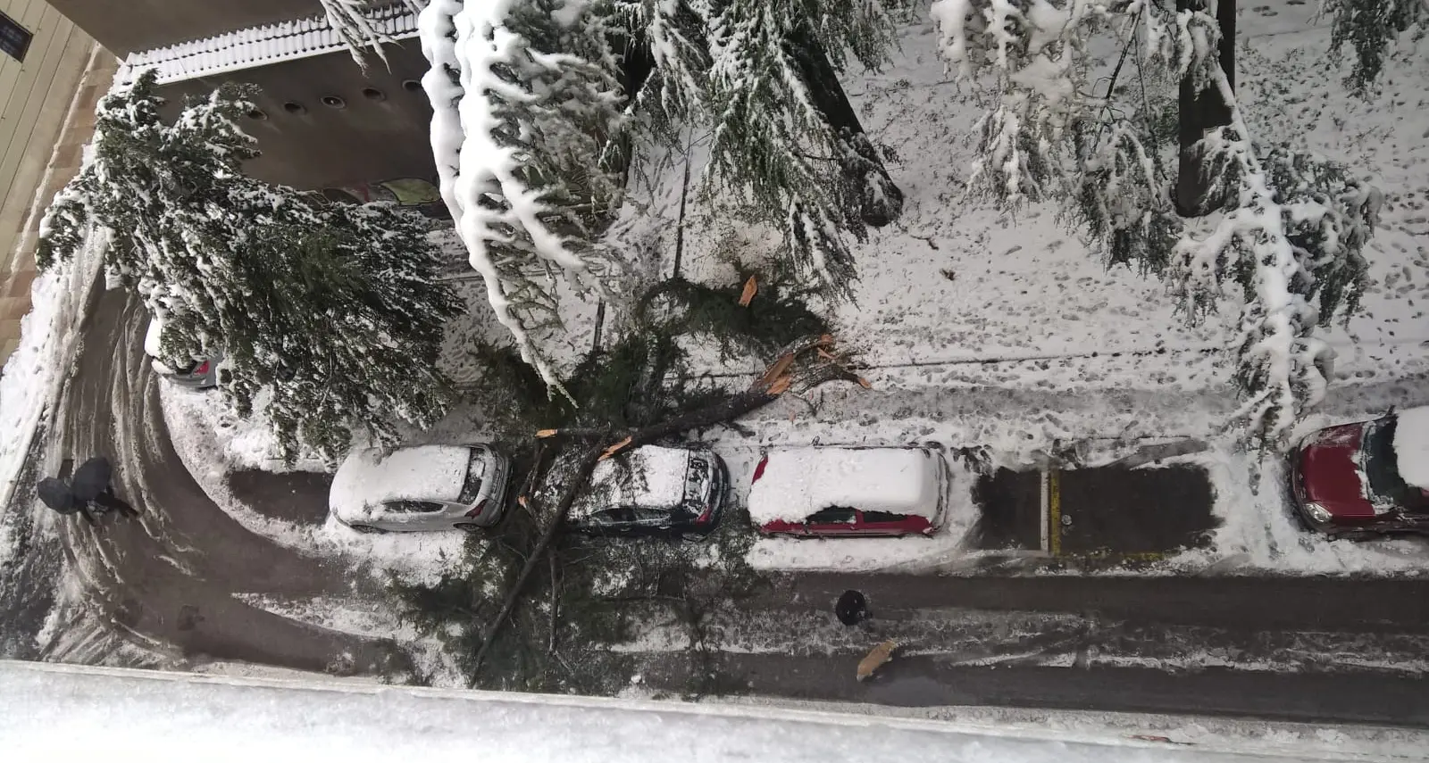 Trento, albero cade su un'auto in via Mantova