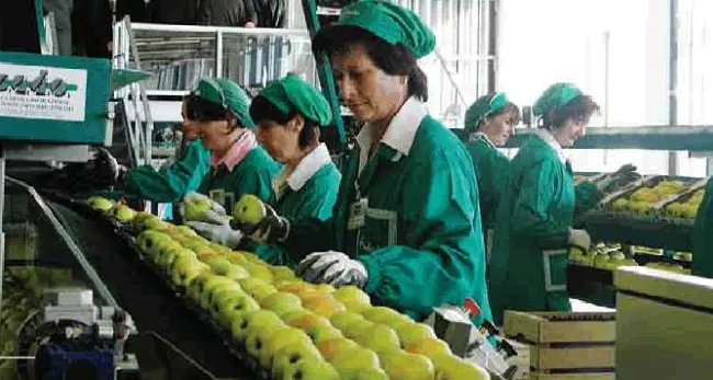 Mercato delle mele: i grandi gruppi coltivano in Russia