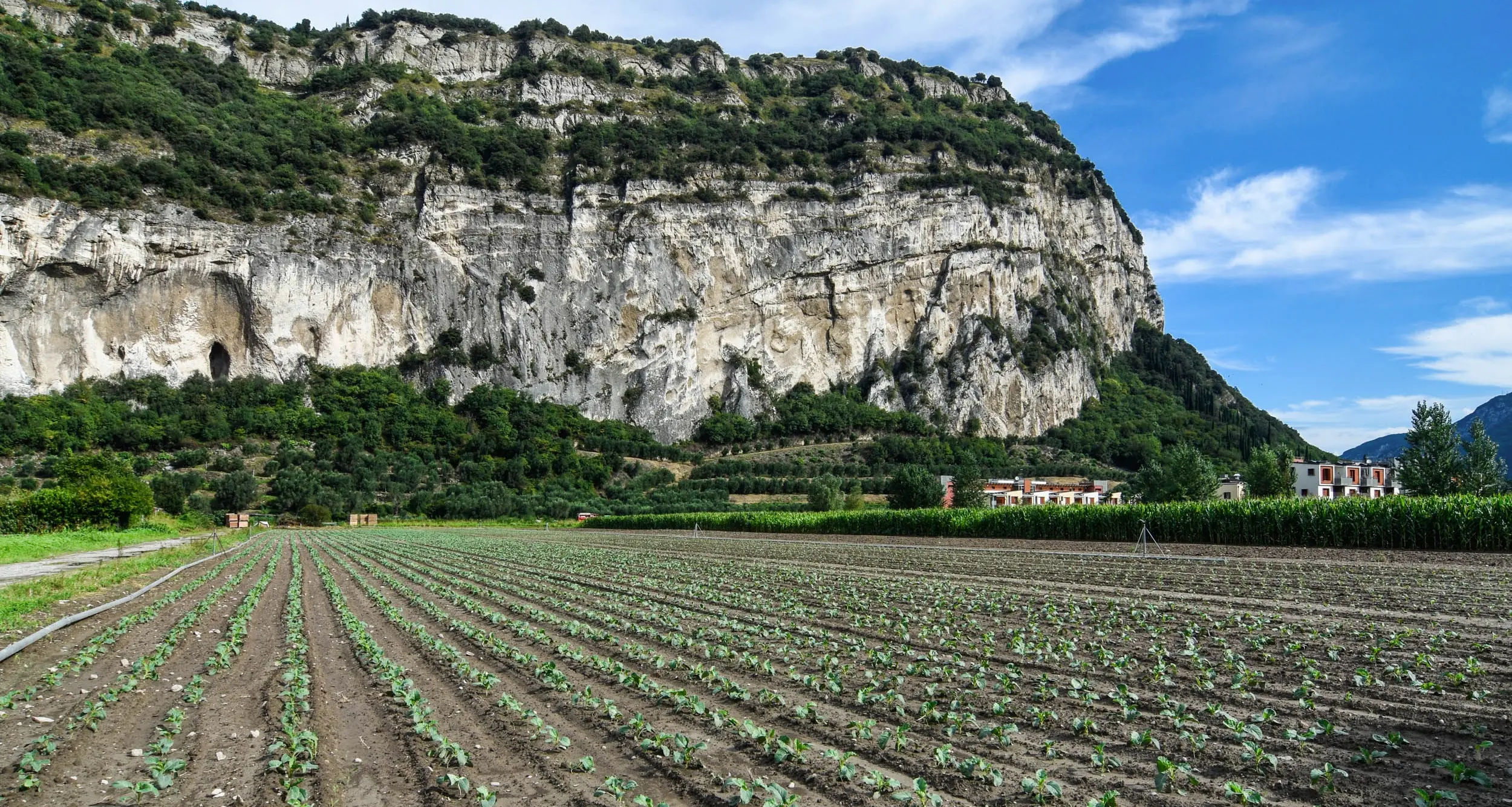 \"Lidl si triplicherà in campagna a Linfano\"