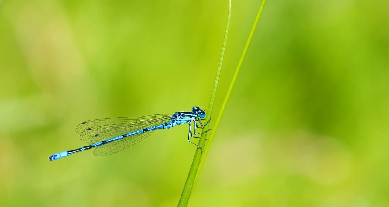 Ricerca: insetti minacciati Allarme per gli ecosistemi