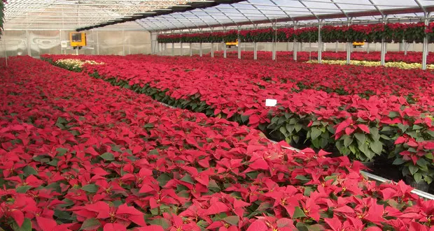 Una famiglia su due comprerà una stella di Natale