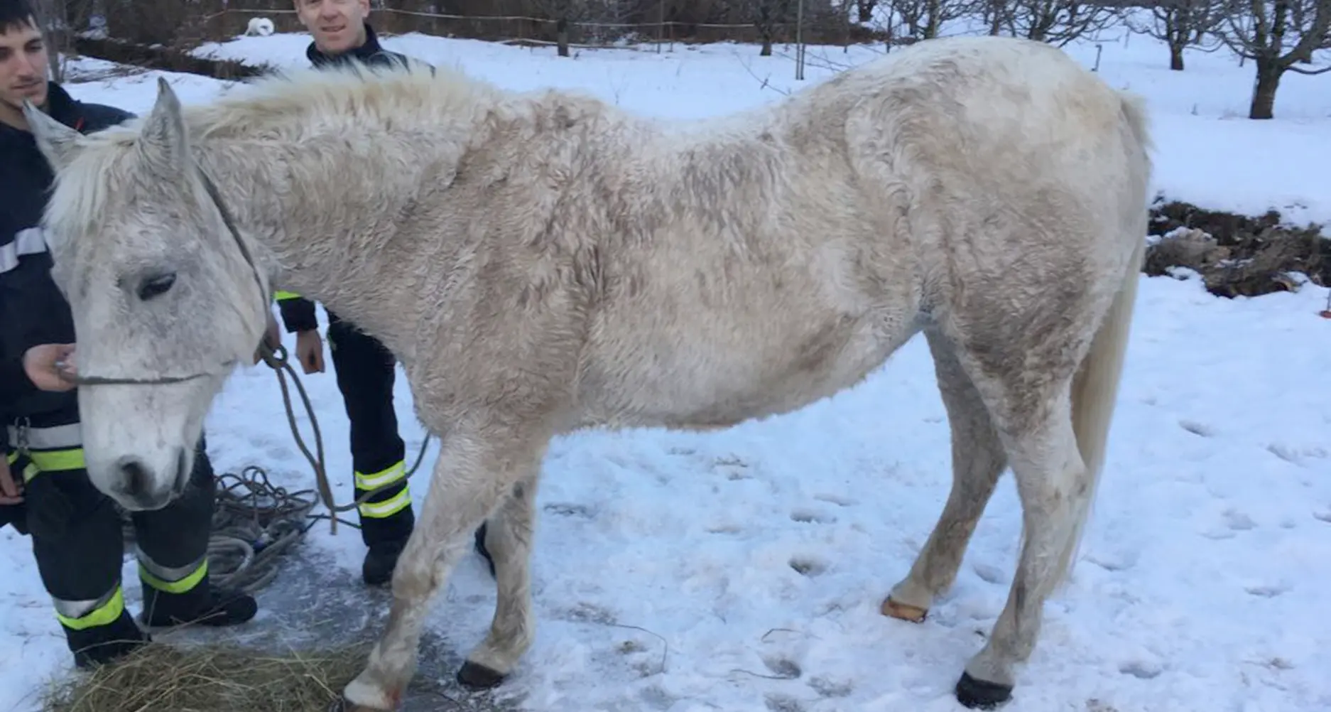 Spaventata dai petardi Cavalla in fuga nei campi