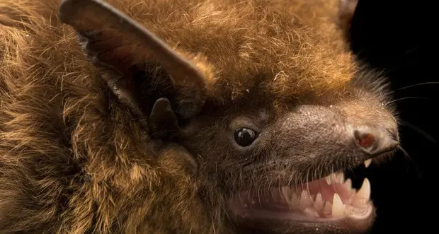 Pipistrello simbolo di Halloween a rischio scomparsa