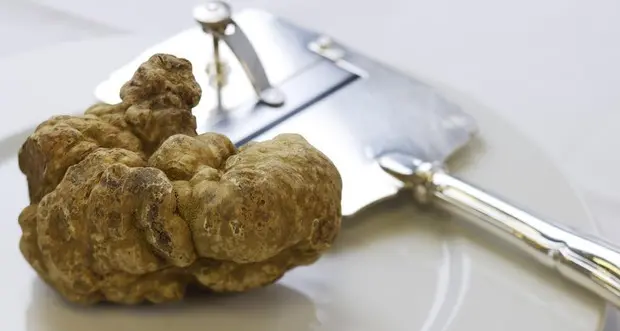 Il tartufo schizza a 6000 euro al chilo, massimo storico