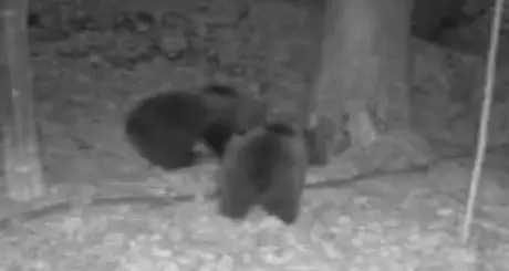La Lav accusa la Provincia: «Non segue i cuccioli di KJ2» Ma il Servizio foreste pubblica le immagini - Video