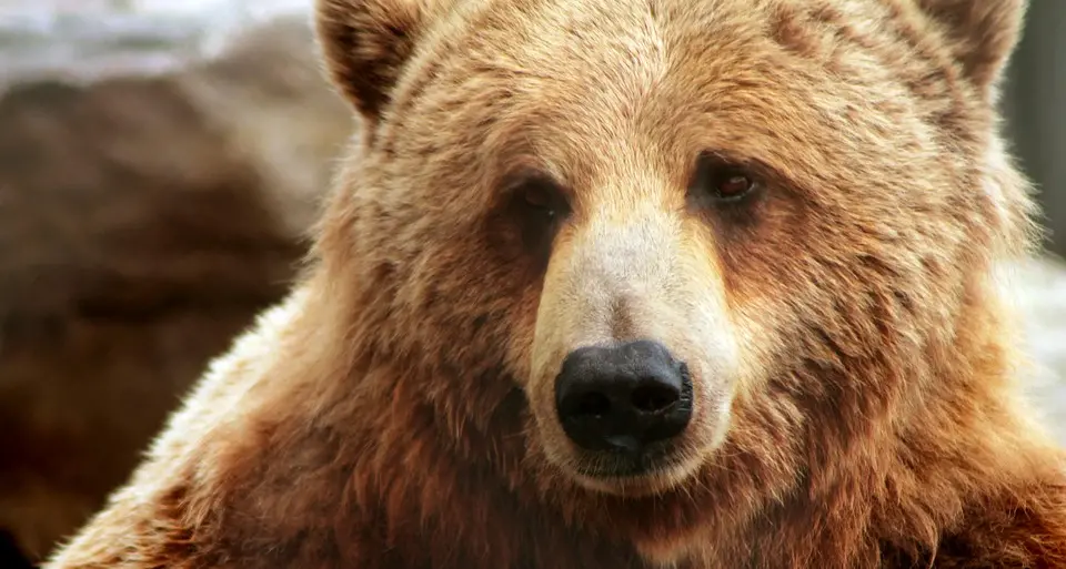 Orso morto in Abruzzo: era malato, non fu ucciso