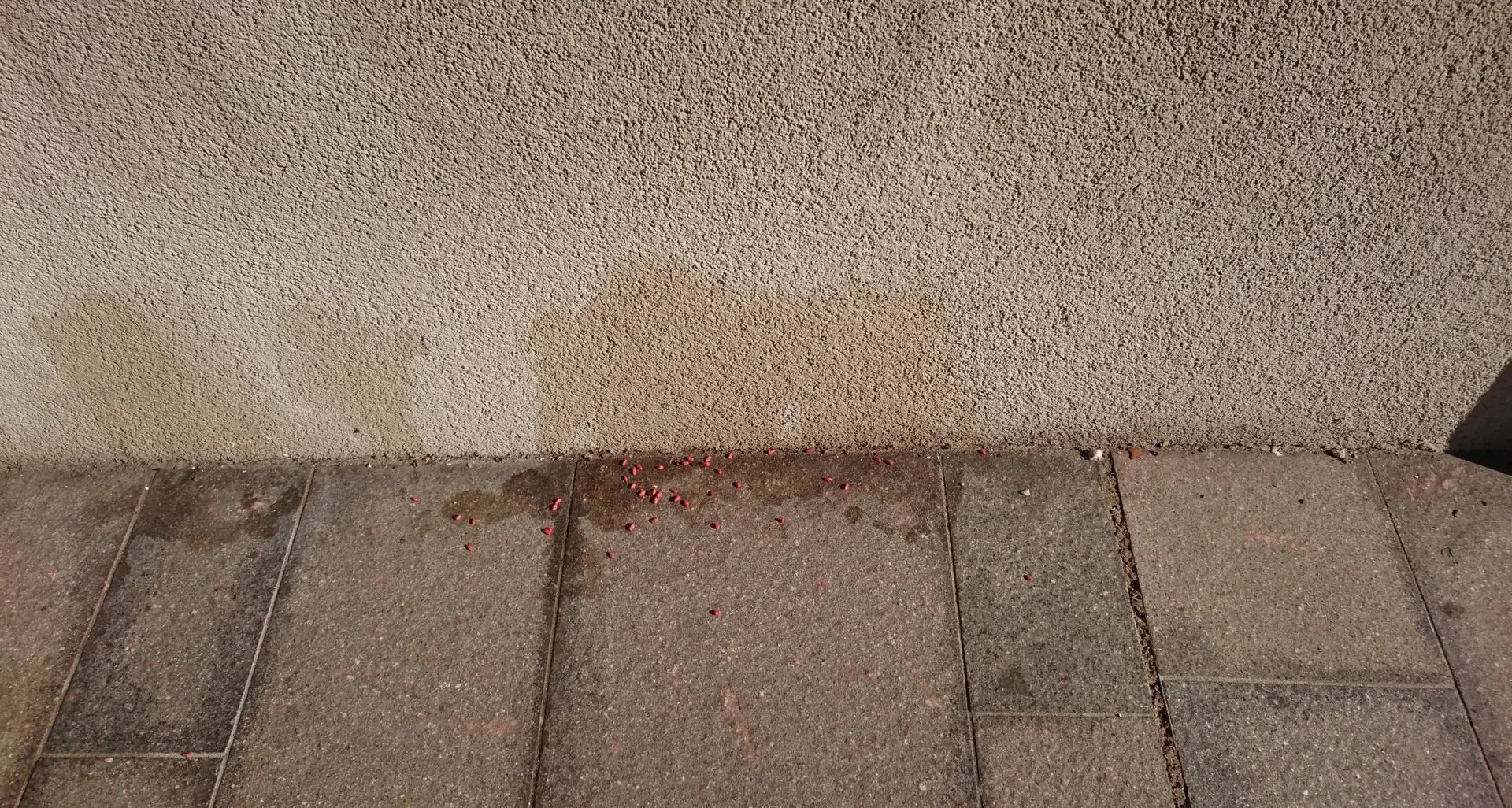 Trovate esche avvelenate per le strade di Meano