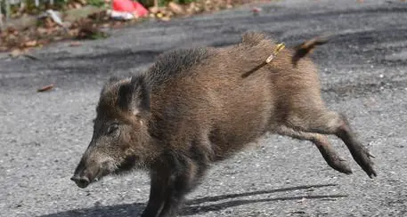 Cacciatore ferito gravemente Attaccato a morsi da cinghiale