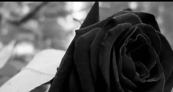 La figlia di Riina su Facebook, silenzio e rosa nera per lutto