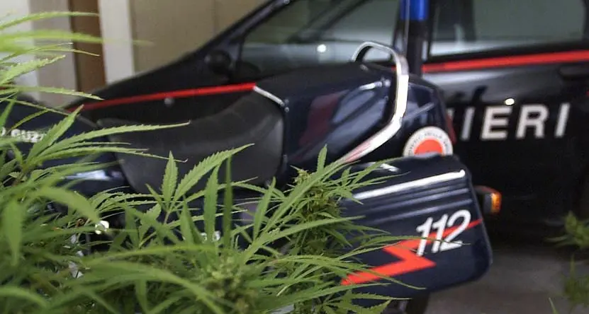 Allaga appartamento dei vicini Beccato con coltivazione di marijuana