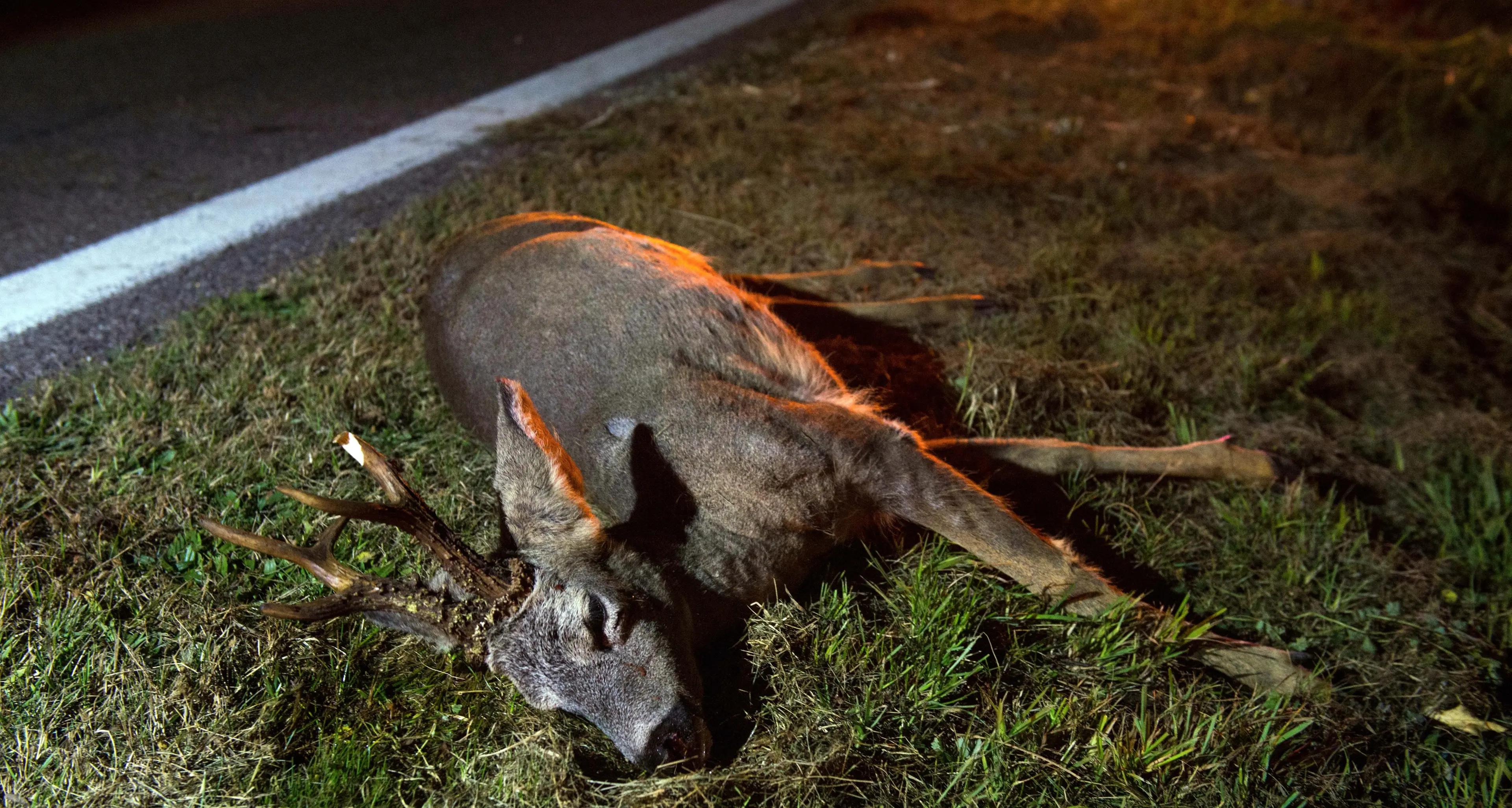 Capriolo travolto, abbattuto dalla Forestale