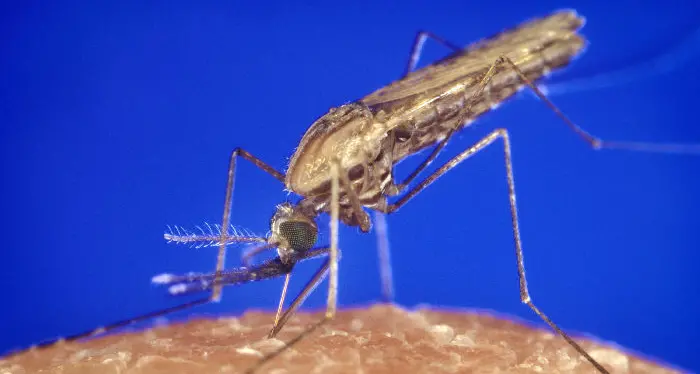 Sofia colpita dal ceppo più aggressivo di malaria