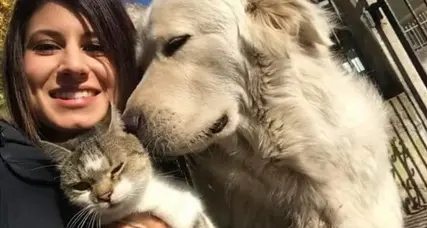 Tornerà a casa dai suoi padroni Il lieto fine del cane Miro