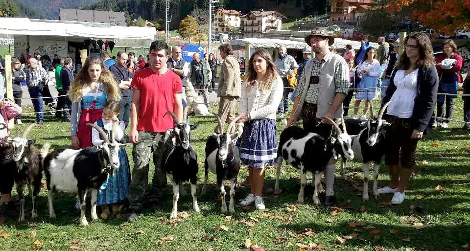 Pezzata Mochena, la capra che vale