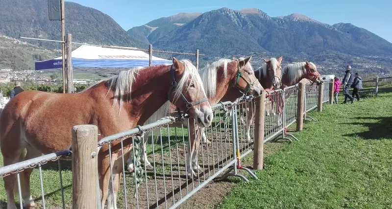 Haflinger e Norico cavalli da premio