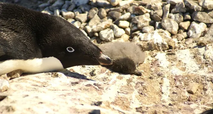 Allarme pinguini in Antartide I piccoli non sopravvivono