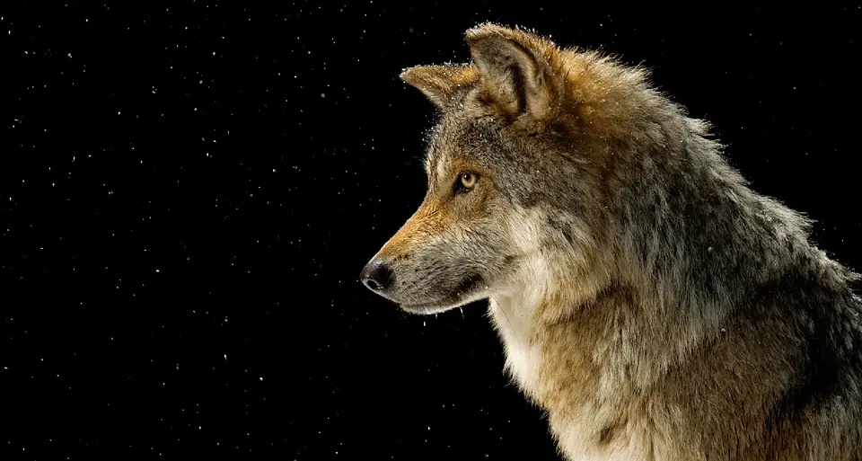 Muse, concluso progetto Life WolfAlps Ecco i numeri del piano pro-lupo