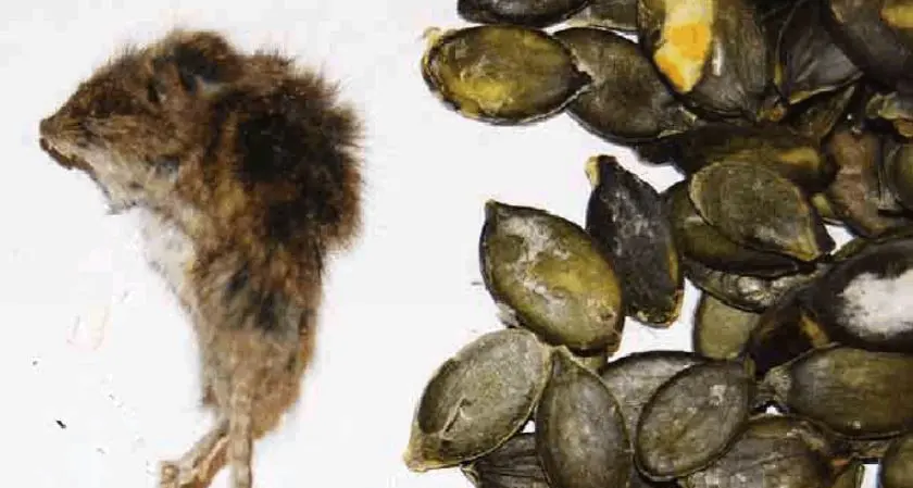 Trova topo morto tra i semi di zucca Nei guai finisce la ditta confezionatrice