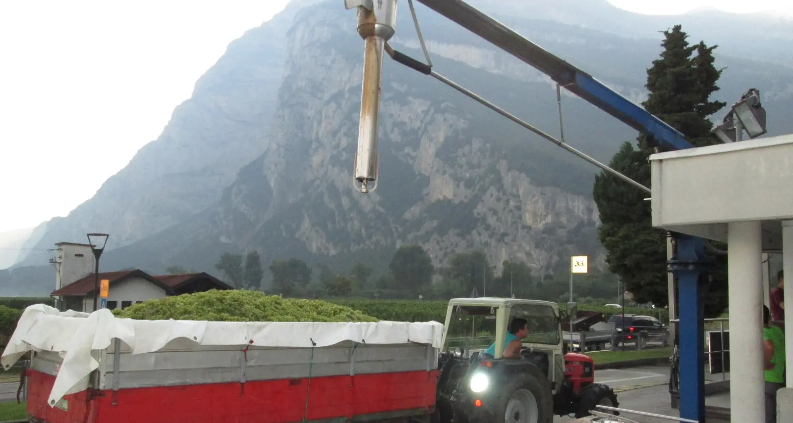 Vendemmia, l'uva torna d'oro 12 varietà sopra i 100 euro/q