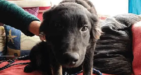 Sei cuccioli maltrattati trovano casa Pessime condizioni di vita. Patteggiamento