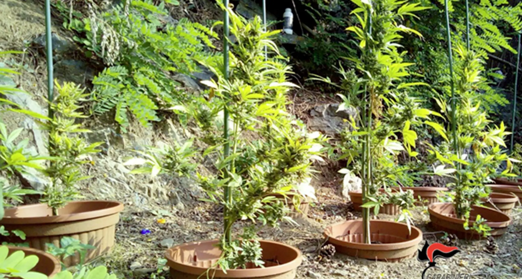 Selfie con piante di marijuana I carabinieri trovano le piante