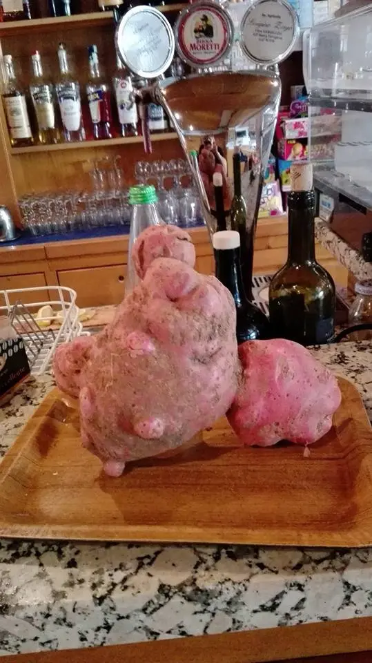La patata gigante nel bar della Libera