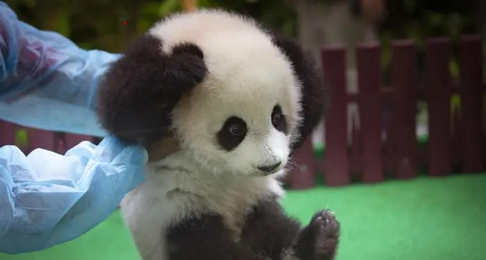 Malesia, la baby panda è già una star - Foto