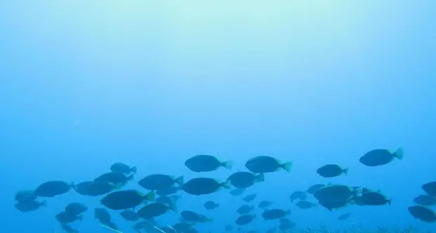 Nel Mediterraneo a rischio metà specie, colpa del clima