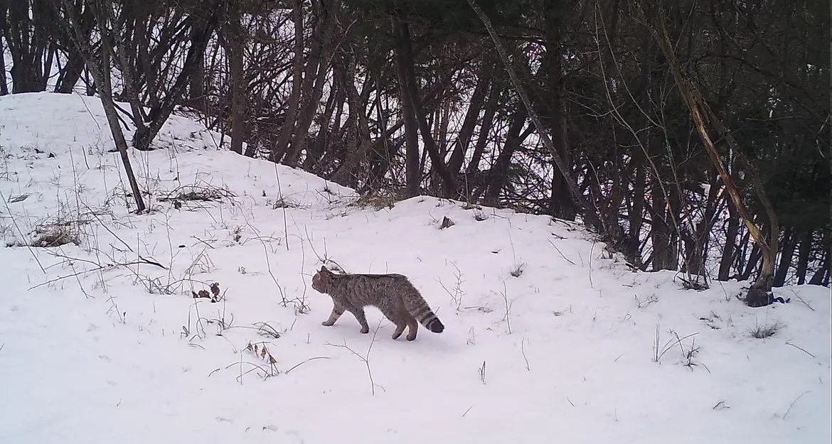 Non solo orsi: il gatto selvatico fotografato in Bondone