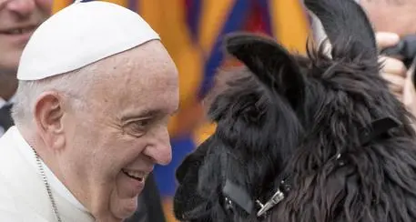 Anche papa Francesco saluta i pellegrini con i lama
