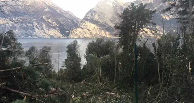 Torbole, cento alberi tagliati in un terreno delle Busatte