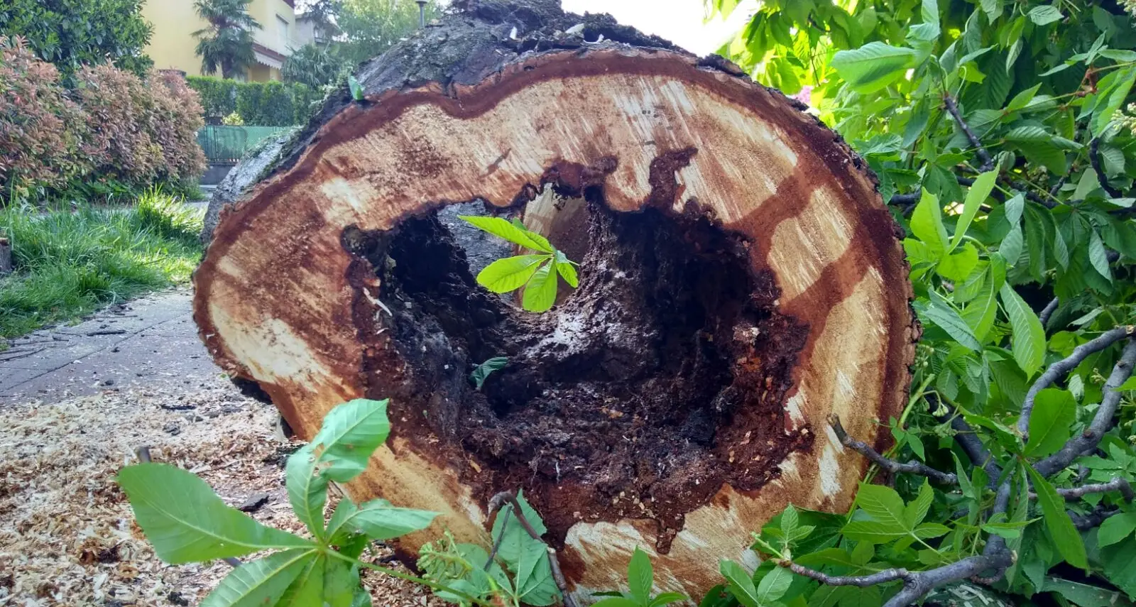 «Salvate gli alberi di viale Trento» Proteste e motoseghe a Rovereto