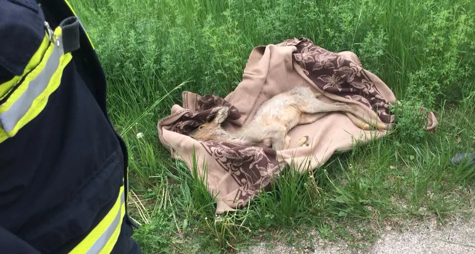 Taio, i vigili del fuoco soccorrono un capriolo ferito