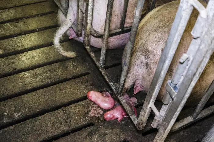 Lav, allevamenti maiali per Prosciutto di Parma. Roma, 27 marzo 2018. ANSA/LAV