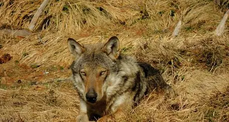 In Vigolana è arrivato il lupo: tre predazioni in pochi giorni anche alle porte di Vigolo Vattaro