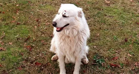 Raccolte già 80mila firme per liberare il cane Miro