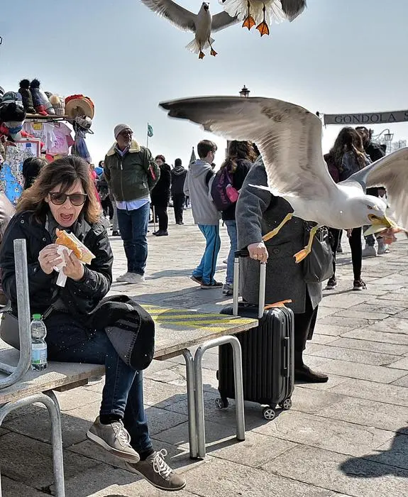 Una turista sudamericana che stava addentando un panino, seduta sulle passerelle per l'acqua in piazza San Marco, è stata 'attaccata' senza poter reagire da un gabbiano reale: col becco il grosso pennuto ha spezzato a metà lo snack, ancora nelle mani della donna, e senza neanche sfiorarla è poi fuggito con il bottino. Venezia, 30 marzo 2018. ANSA/ PER GENTILE CONCESSIONE DI MAURIZIO TORRESAN