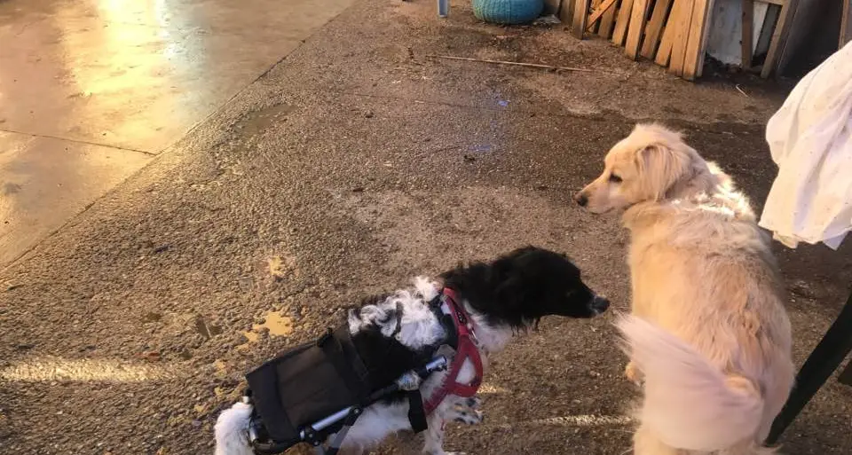 Cani e gatti, ci pensa Arcadia Ma la proroga dura sei mesi