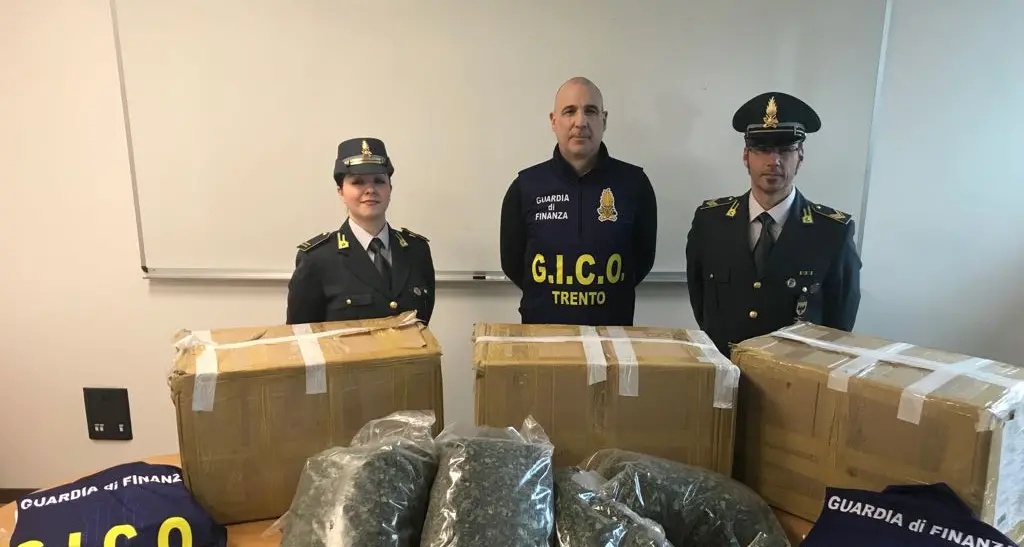 Sequestrato mezzo quintale di khat, la «droga dei poveri»