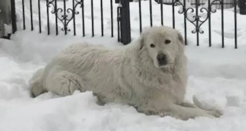 Il cane Miro finisce in tribunale Oggi l'udienza, con gli animalisti