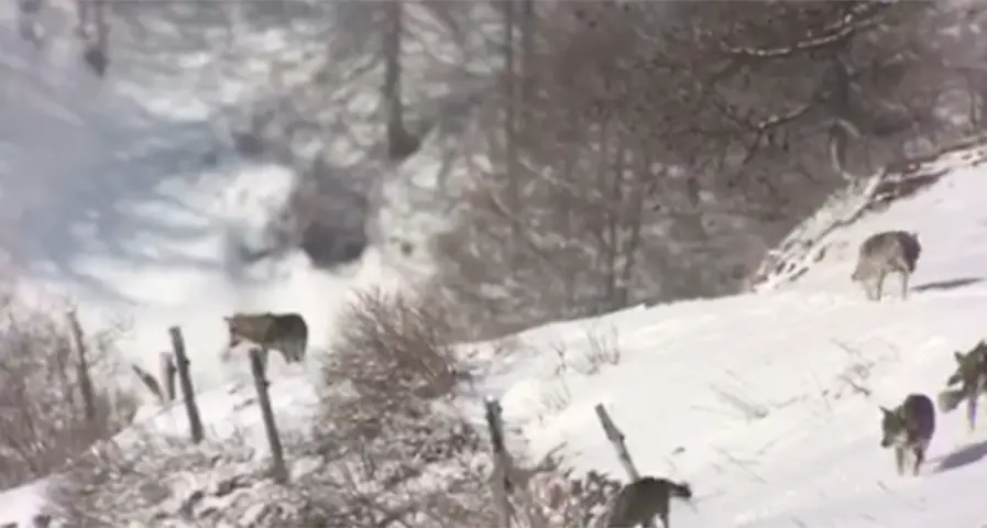 Falso video di un branco in Trentino: sono lupi «piemontesi»