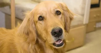 Pergine, cane avvelenato al parco Tre Castagni